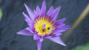 Lotus çiçeği ile arı, üstten görünüm vurdu bir havuzda.