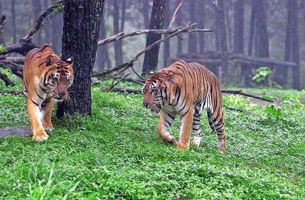 Tigre — Foto de Stock