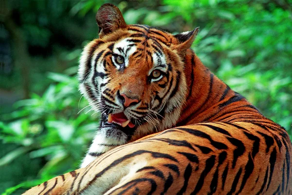 Tigre — Foto Stock