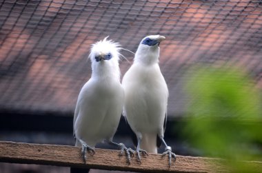 Koleksiyon Bali Starling Suarabaya Hayvanat Bahçesi