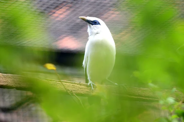 Collectie Bali Starling Suarabaya Zoo — Stockfoto