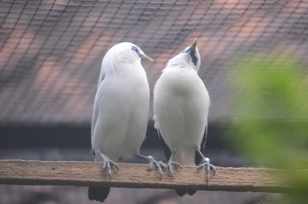 Gyűjtemény Bali seregély Suarabaya Zoo — Stock Fotó