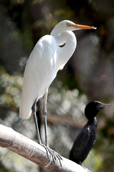 Egret bird