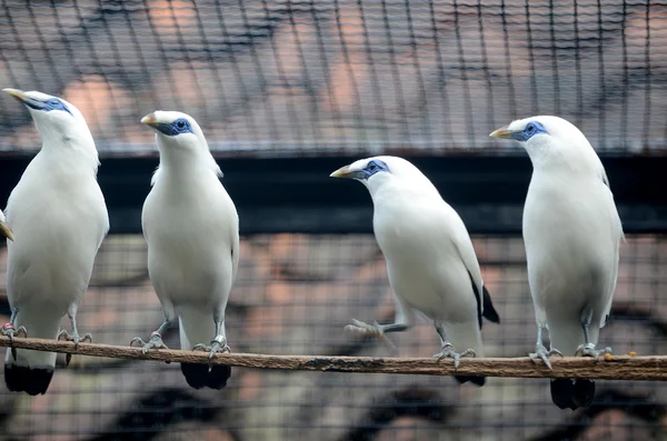 Koleksiyon Bali Starling Suarabaya Hayvanat Bahçesi