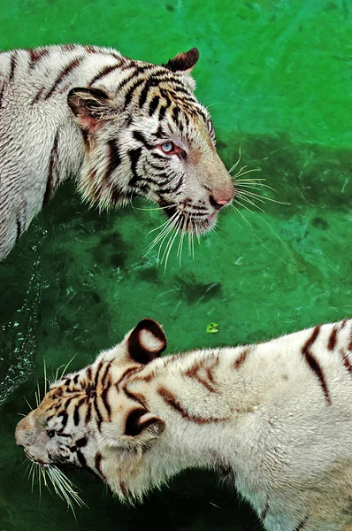 Tigre de Bengala blanco vadear — Foto de Stock