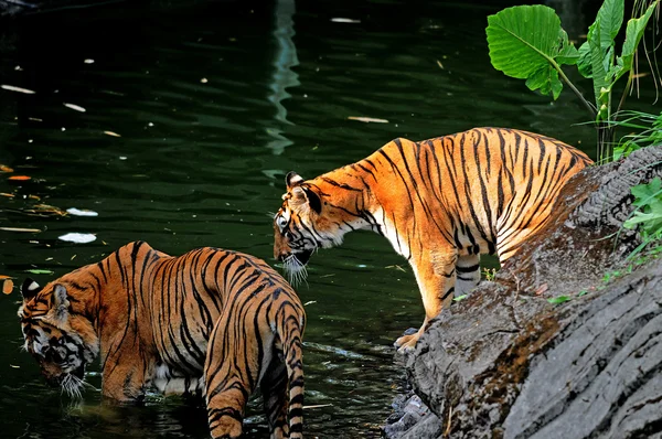 サファリパークで湖の 2 つのトラ — ストック写真