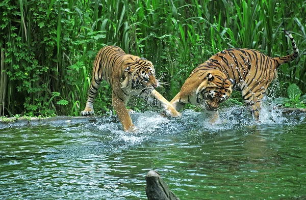 Тигр подрался в озере в сафари-парке — стоковое фото