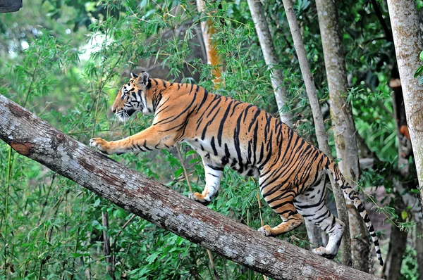 Tigre bois grimpant aux arbres — Photo