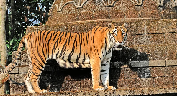Τίγρη στο πάρκο σαφάρι στην Pasuruan — Φωτογραφία Αρχείου