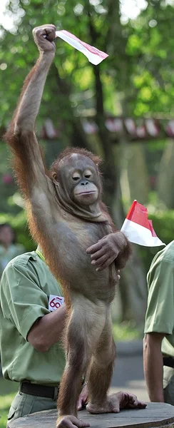 Muestra orangután — Foto de Stock