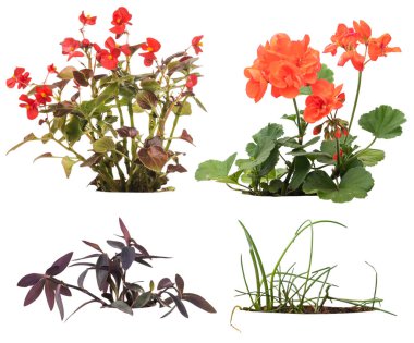 Beyaz arka planda izole edilmiş bitki, ağaçların toplanması. Kırpma yolu