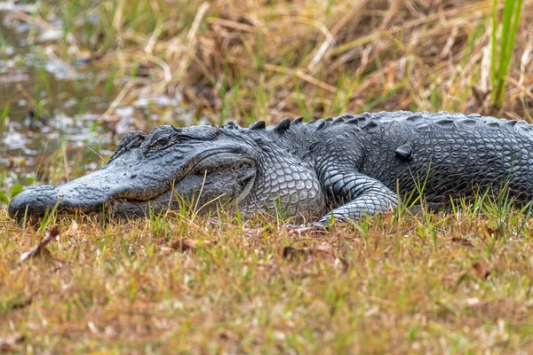 Großer Alligator Ruht Ufer Des Teiches Marks Wildlife Refuge Florida — Stockfoto