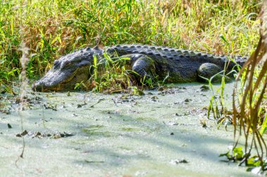 Amerikan Florida Timsahı bataklıkta güneşleniyor Circle B Bar Reserve, Lakeland, Florida, ABD