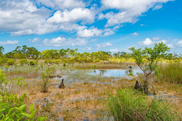 Andrews Eyalet Parkı Ndaki Button Bush Bataklığı Panama City Florida — Stok fotoğraf