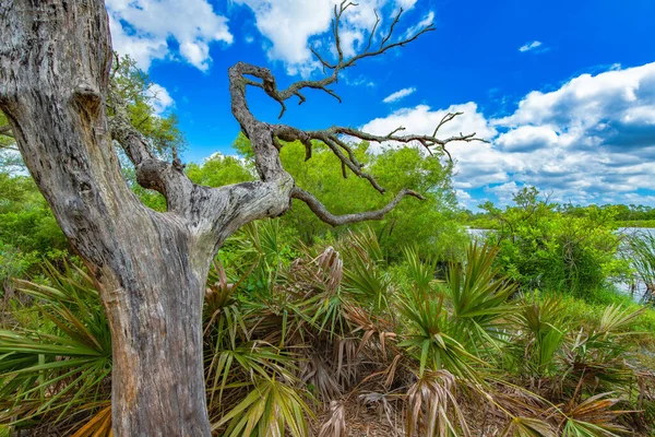 在圣安德鲁斯州立公园的Gator湖畔 树叶丛中的枯树 看到了棕榈 — 图库照片