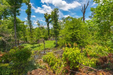 Florida Mağara Parkı 'ndan bu yana Bluff Trail boyunca yeniden büyüme 10 Ekim 2018' de Michael Kasırgası yüzünden yoğun tepe örtülü ormanlarının% 90 'ından fazlasını kaybetti.