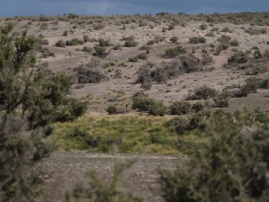 Macellan pengueni (Spheniscus magellanicus yaşam alanları)