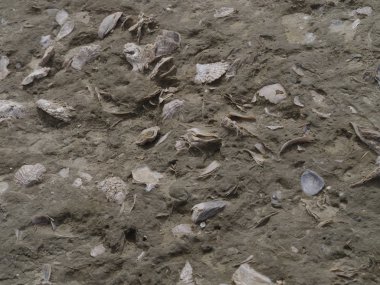 Fosilleşmiş deniz kabukları