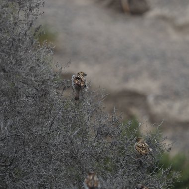 Bush rüzgârlı serçeler