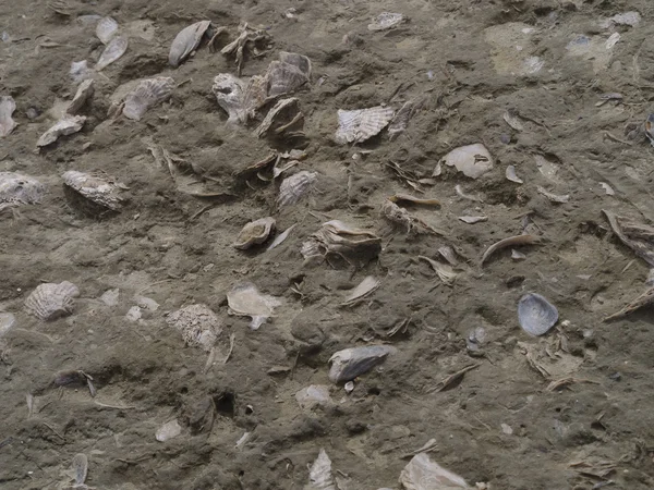 Fosilleşmiş deniz kabukları