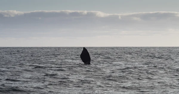 Balena franca meridionale — Foto Stock