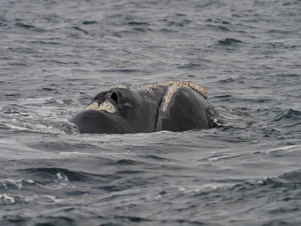 Jižní velryba vpravo — Stock fotografie