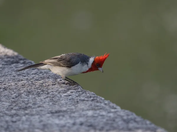 Kırmızı ibikli Kardinal — Stok fotoğraf