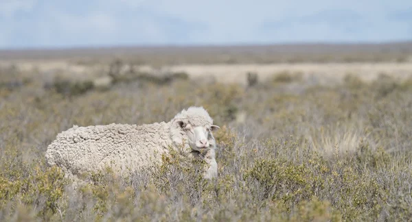 Патагонские овцы в Аргентине — стоковое фото