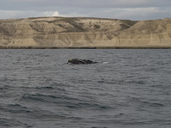 Zuidelijke rechtse walvis — Stockfoto