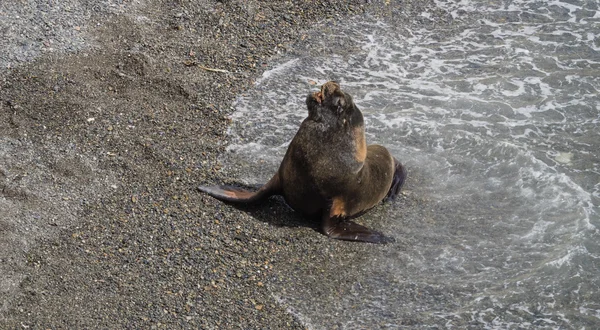 Patagóniai oroszlánfóka — Stock Fotó