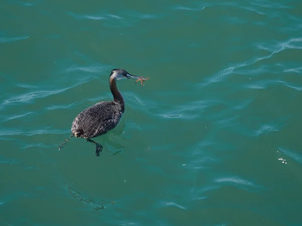 Great grebe, Podiceps Major — Stock Photo, Image