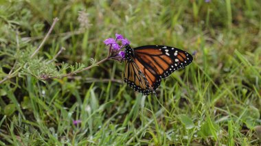 Monarch kelebek (Danaus plexippus)