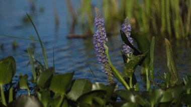 Su bitkileri çiçek