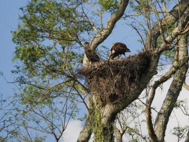 Caracara (Caracara cheriway) yuva üzerinde genç Kuzey tepeli