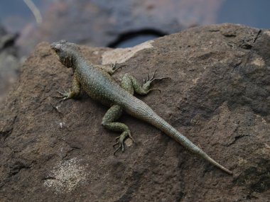 Vahşi yeşil kertenkele