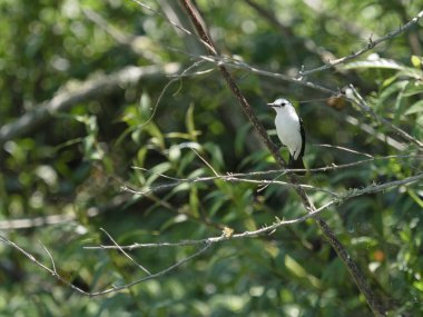 Beyaz monjita (Xolmis irupero) 