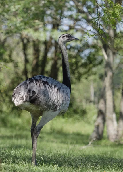 Ñandú salvaje, (Ñandú americana albescens ) — Foto de Stock