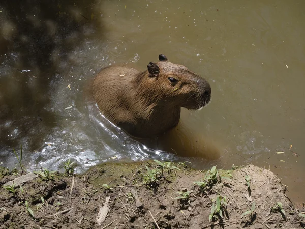 Capibara, il più grande roditore — Foto Stock