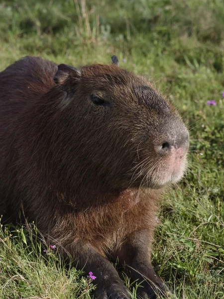 Capibara, il più grande roditore — Foto Stock