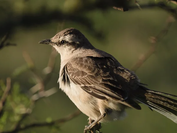 Παταγονίας Mockingbird (Calandria Mora) — Φωτογραφία Αρχείου