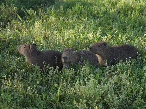 Baby Capybaras, o maior roedor — Fotografia de Stock