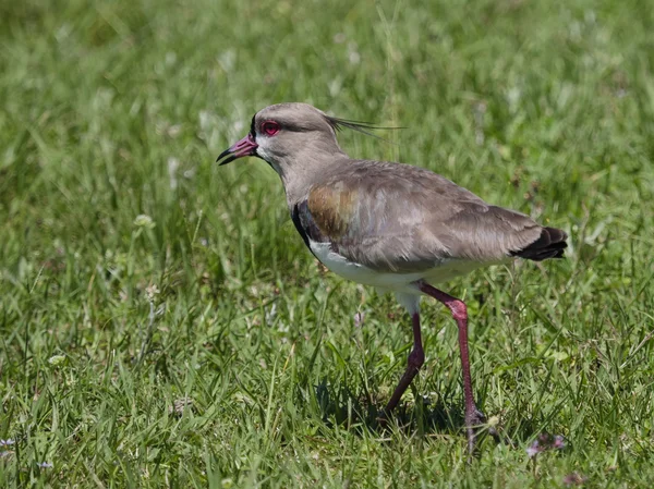 De zuidelijke Kievit (vanellus chilensis) — Stockfoto