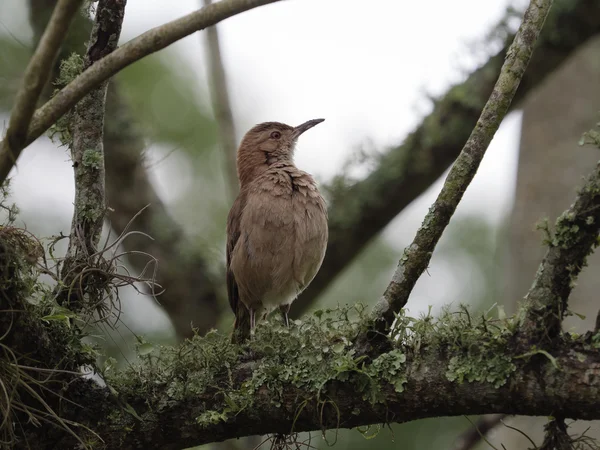 A Agyagszínű Rigó (Turdus grayi) — Stock Fotó