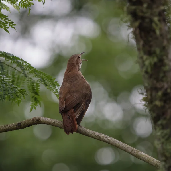 Hlína barevné drozd (Turdus grayi) — Stock fotografie