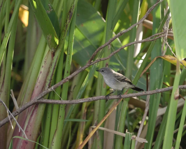 Θηλυκό πουλί Austral Negrito (Lessonia rufa) — Φωτογραφία Αρχείου