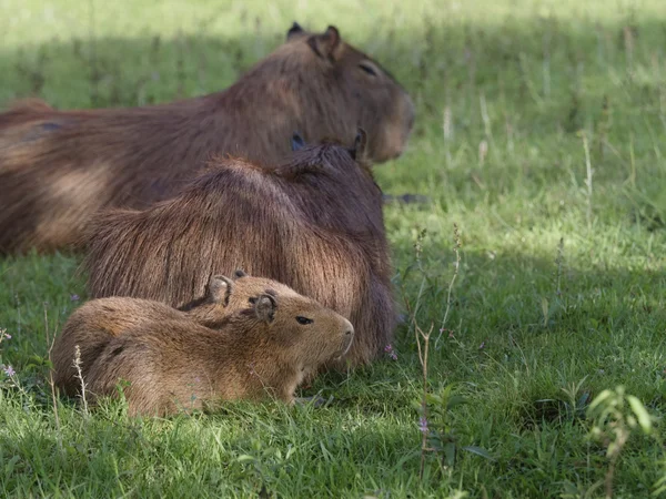 カピバラ家族のグループ、最も大きい齧歯動物 — ストック写真