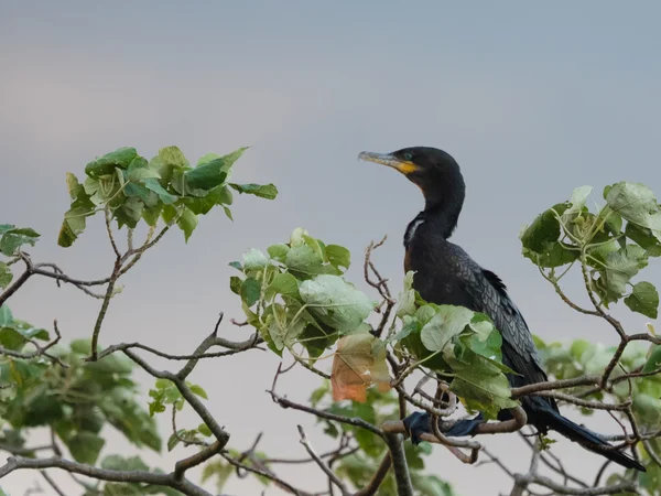 Le cormoran néotrope (Phalacrocorax brasilianus) ) — Photo