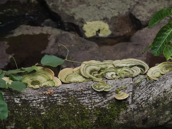 Fungi growth on dead tree — Stock Photo, Image