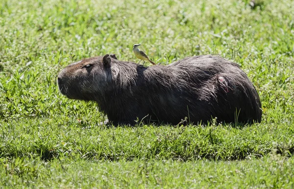 Capibara, il più grande roditore — Foto Stock