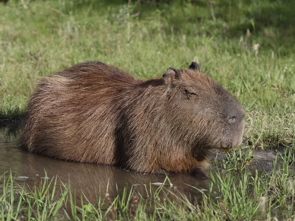 Capivara, o maior roedor — Fotografia de Stock